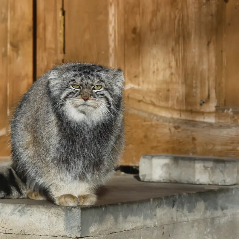 モスクワ動物園のティモフェイの写真