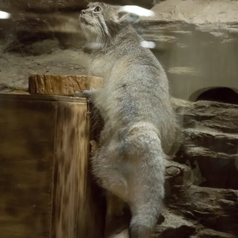 恩賜上野動物園のクリョンの写真