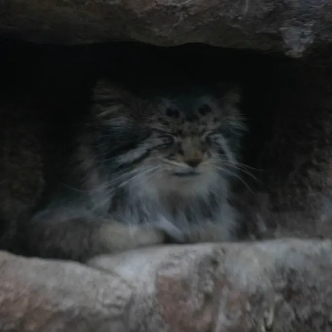 ユタズ・ホグル動物園のフィラリスの写真