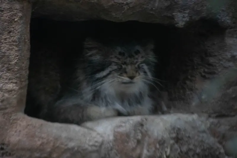 ユタ州ホグル動物園のフィラリスの写真