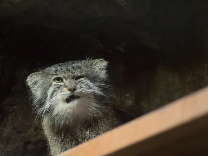 恩賜上野動物園のクリョンの写真