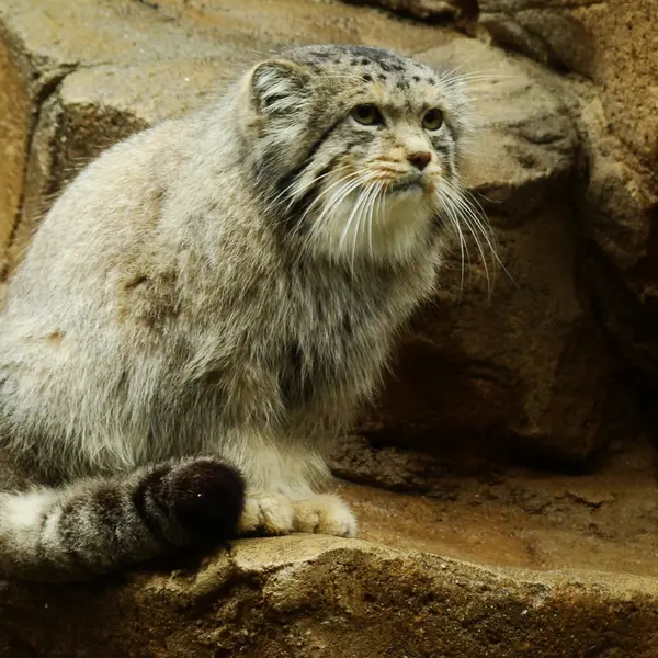 神戸市立王子動物園の衛門の写真