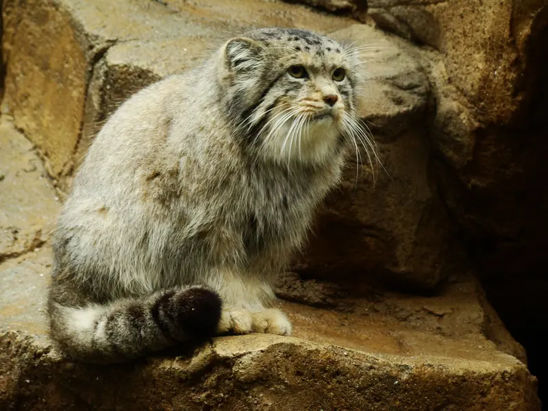 神戸市立王子動物園の衛門の写真