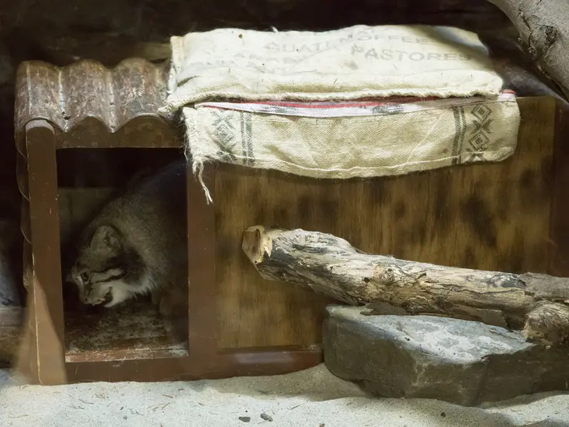 恩賜上野動物園のクリョンの写真