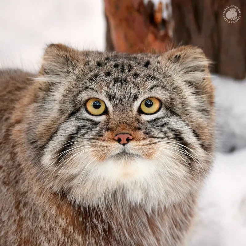 ノヴォシビルスク動物園のマヌルネコのシルヴェスター