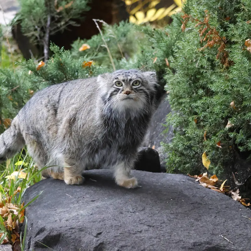 モスクワ動物園のティモフェイの写真