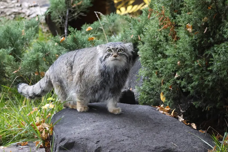 モスクワ動物園のティモフェイの写真