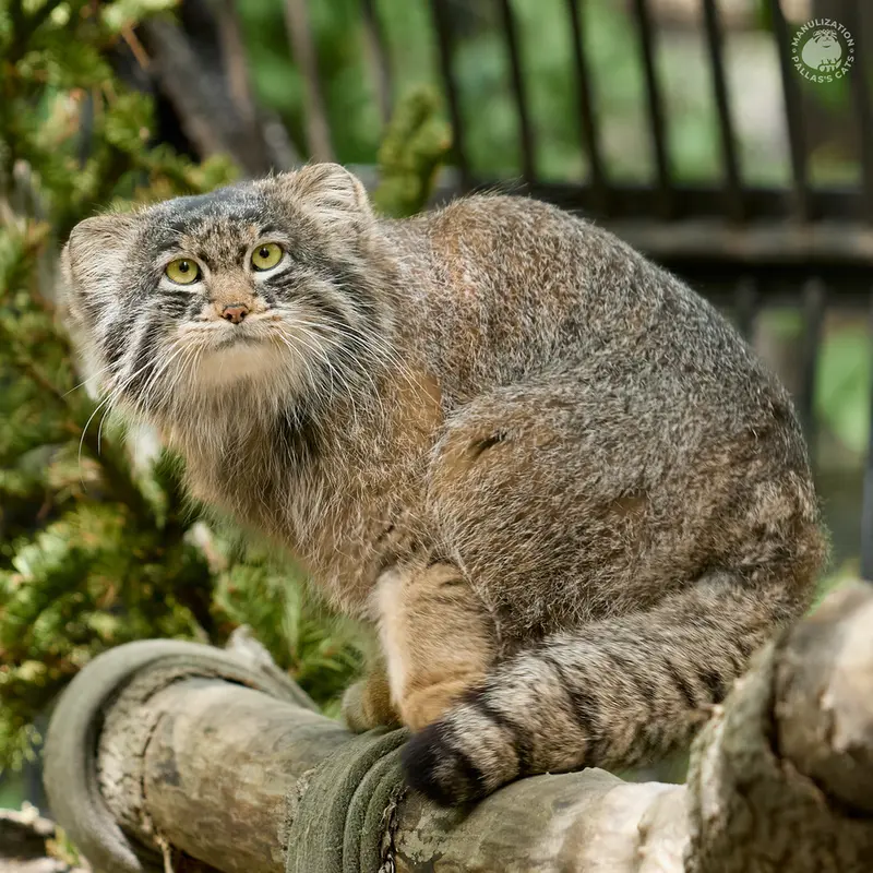 ノヴォシビルスク動物園のマリクの写真