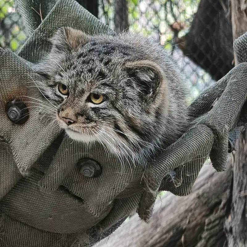 ノヴォシビルスク動物園のマヌルネコの写真