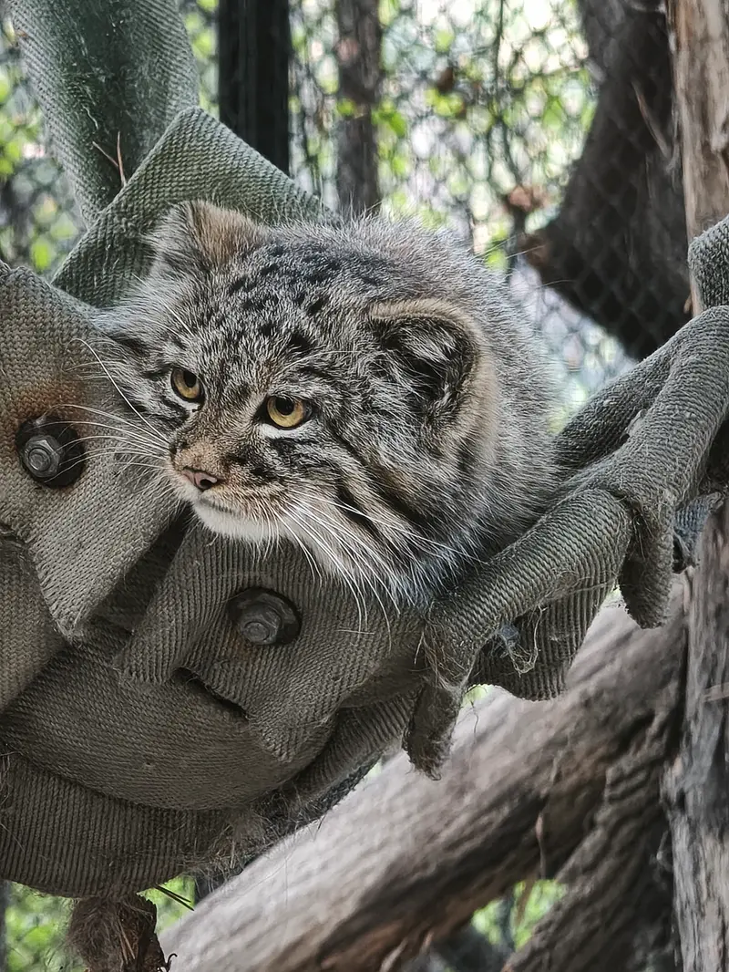 ノヴォシビルスク動物園のマヌルネコの写真