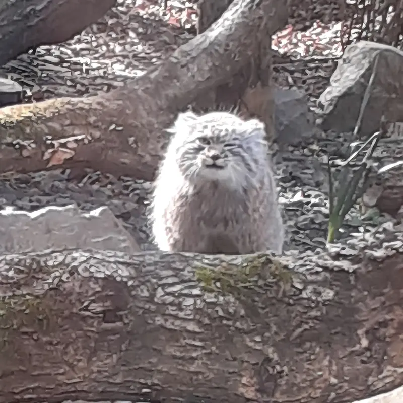トレゴムール動物園のアルタイの写真