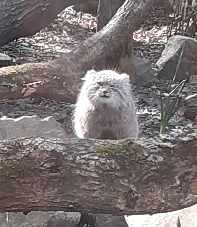 トレゴムール動物園のアルタイの写真