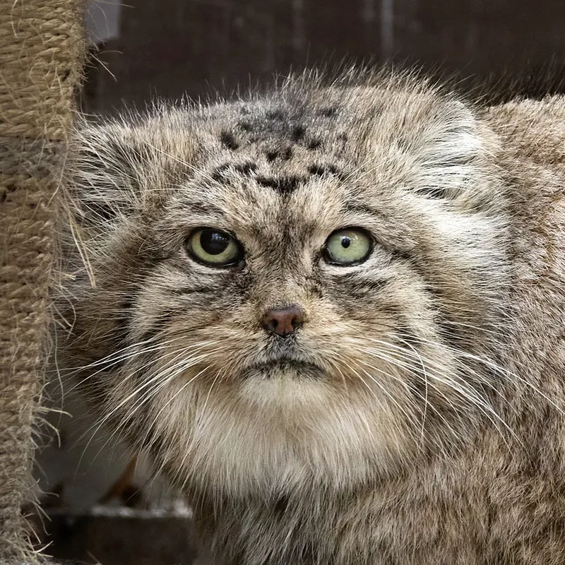 ポズナン新動物園のマヌルネコのボリス