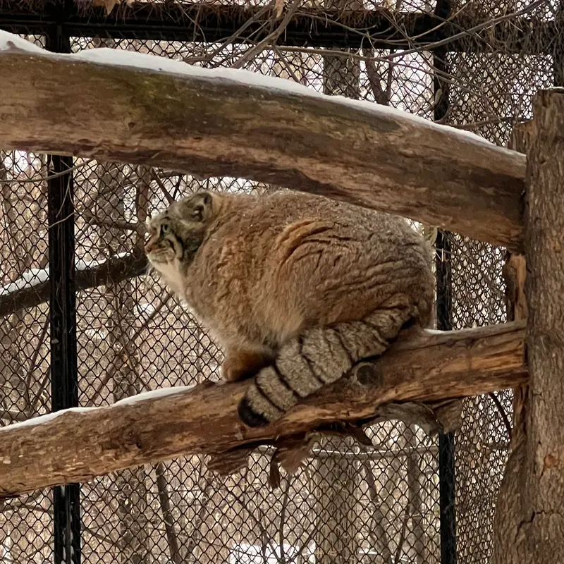 マヌルネコの写真