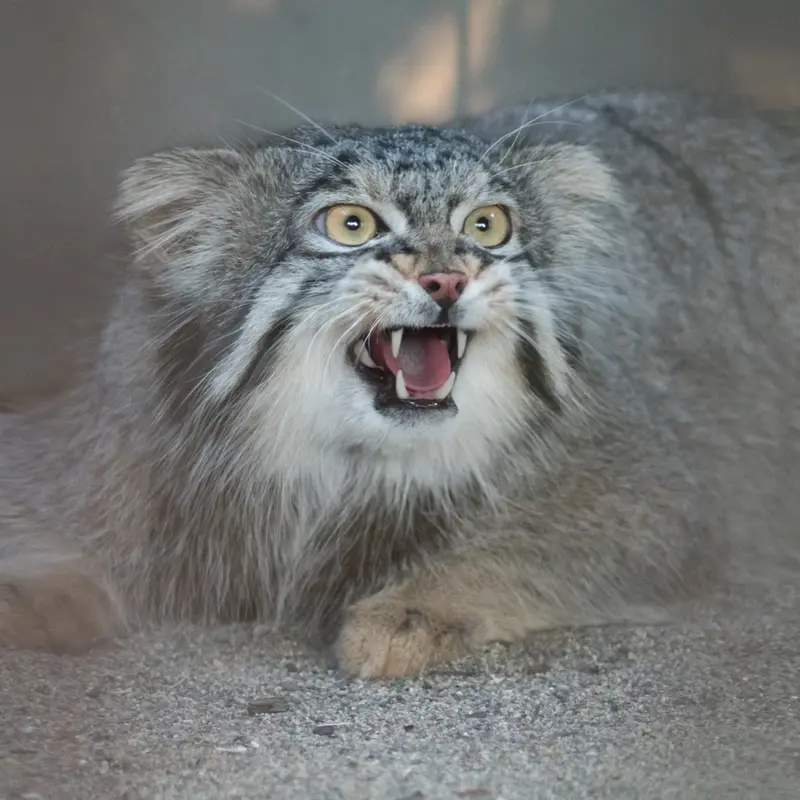 野毛山動物園のフィーガの写真