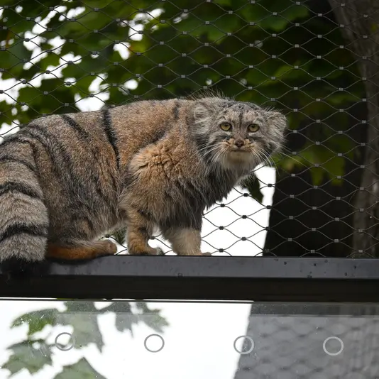 プラハ動物園のプリンセッサの写真