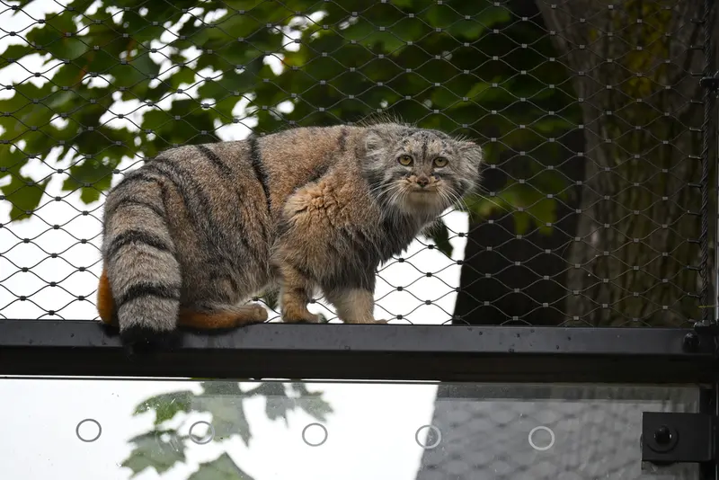プラハ動物園のプリンセッサの写真