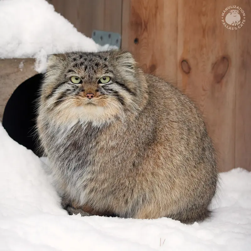 ノヴォシビルスク動物園のガビの写真