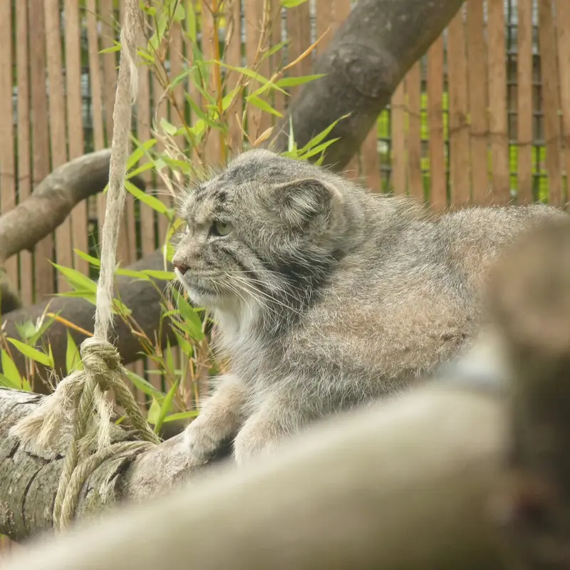エディンバラ動物園のアキコの写真