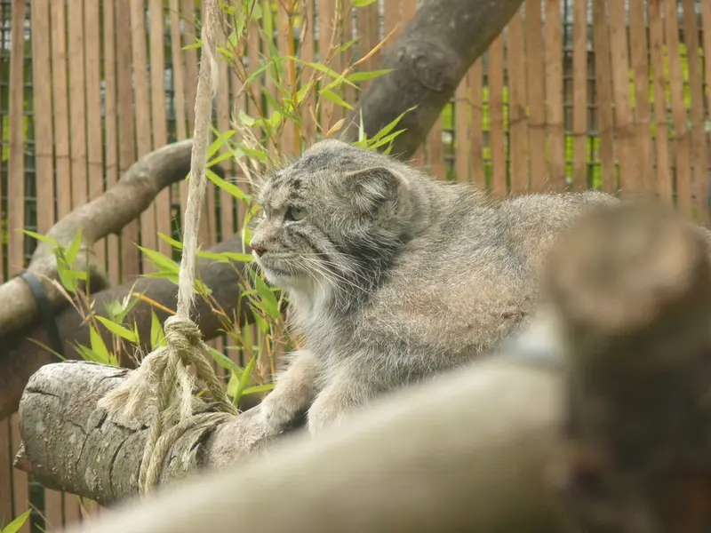 エディンバラ動物園のアキコの写真