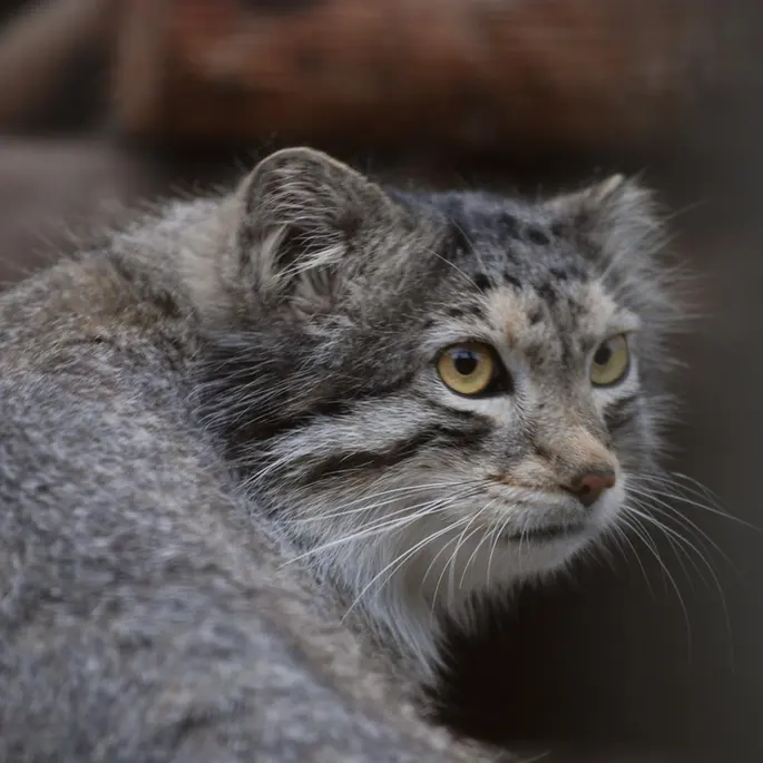 タリン動物園のマヌルネコの写真