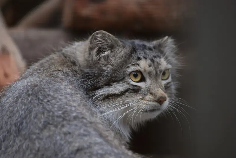 タリン動物園のマヌルネコの写真