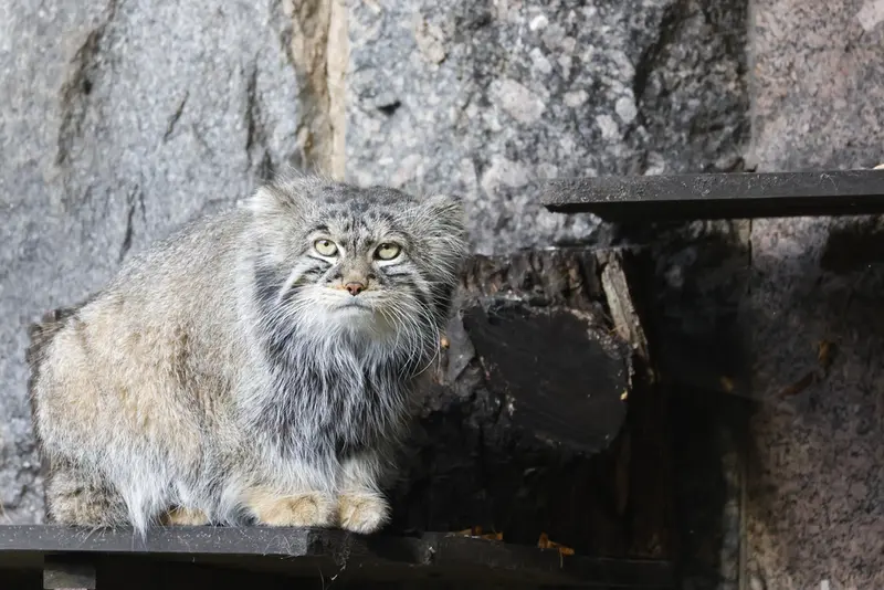 モスクワ動物園のティモフェイの写真