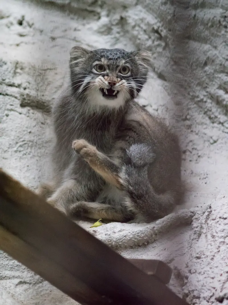 野毛山動物園のフィーガの写真
