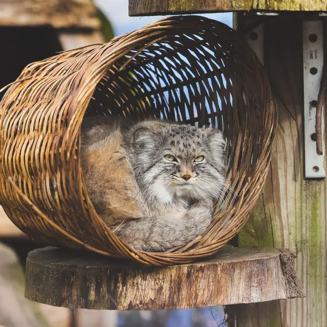 ポッター・パーク動物園のパジの写真