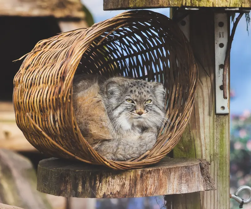 ポッター・パーク動物園のパジの写真