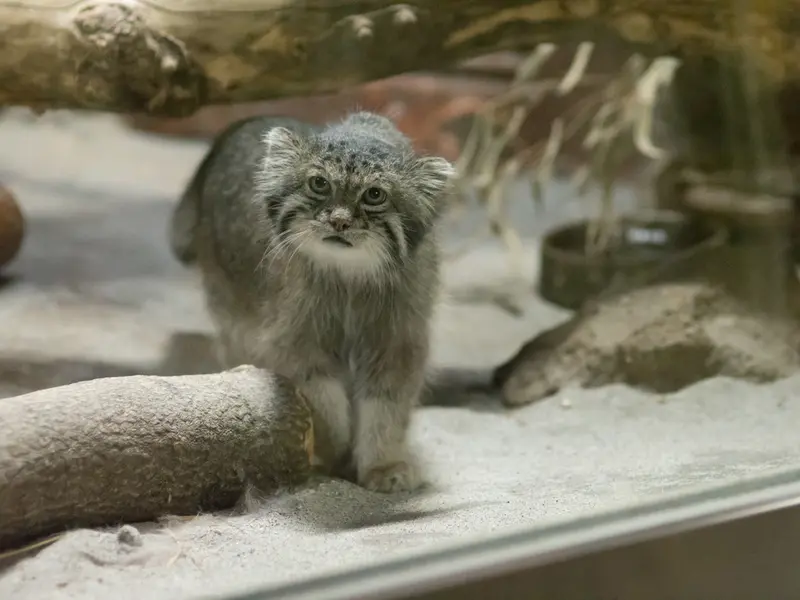 恩賜上野動物園のクリョンの写真