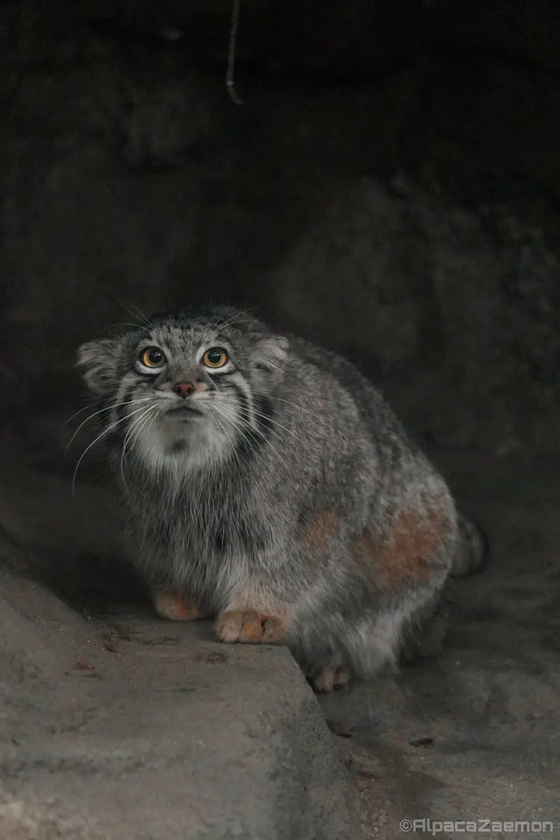神戸どうぶつ王国のオトの写真