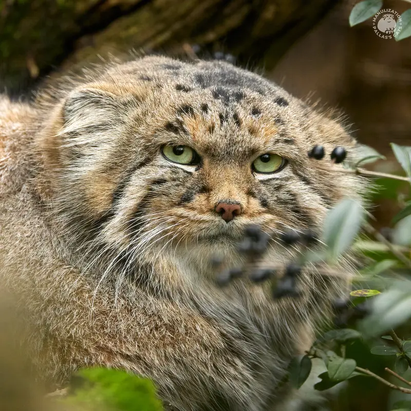 デッサウ動物園のマヌルネコのデルス