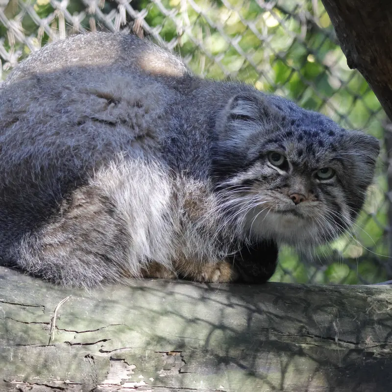 ノヴォシビルスク動物園のジョージの写真