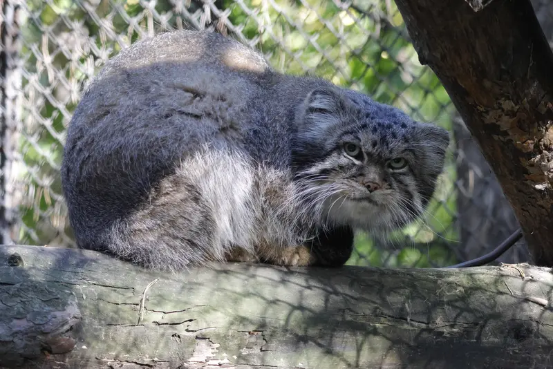 ノヴォシビルスク動物園のジョージの写真