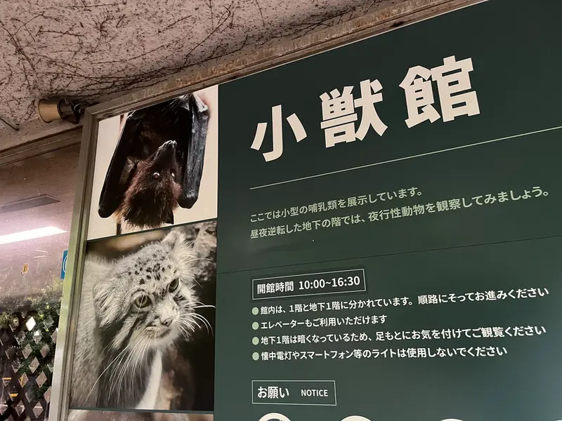 マヌルネコの写真