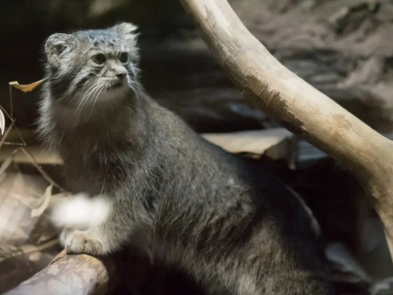 恩賜上野動物園のクリョンの写真