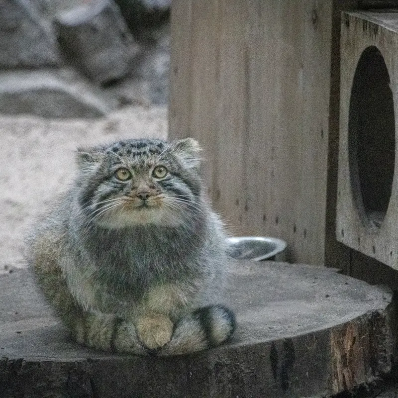 ノヴォシビルスク動物園のイヴの子（2026年生まれ）Ⅳの写真