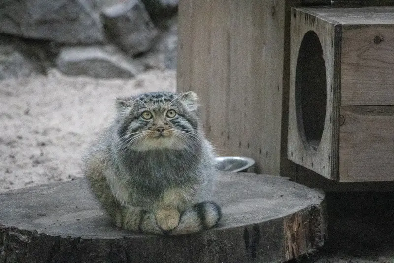 ノヴォシビルスク動物園のマヌルネコの写真