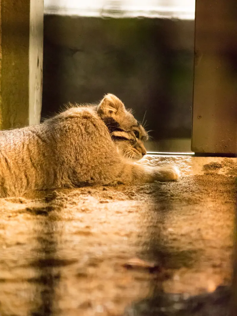 野毛山動物園のフィーガの写真