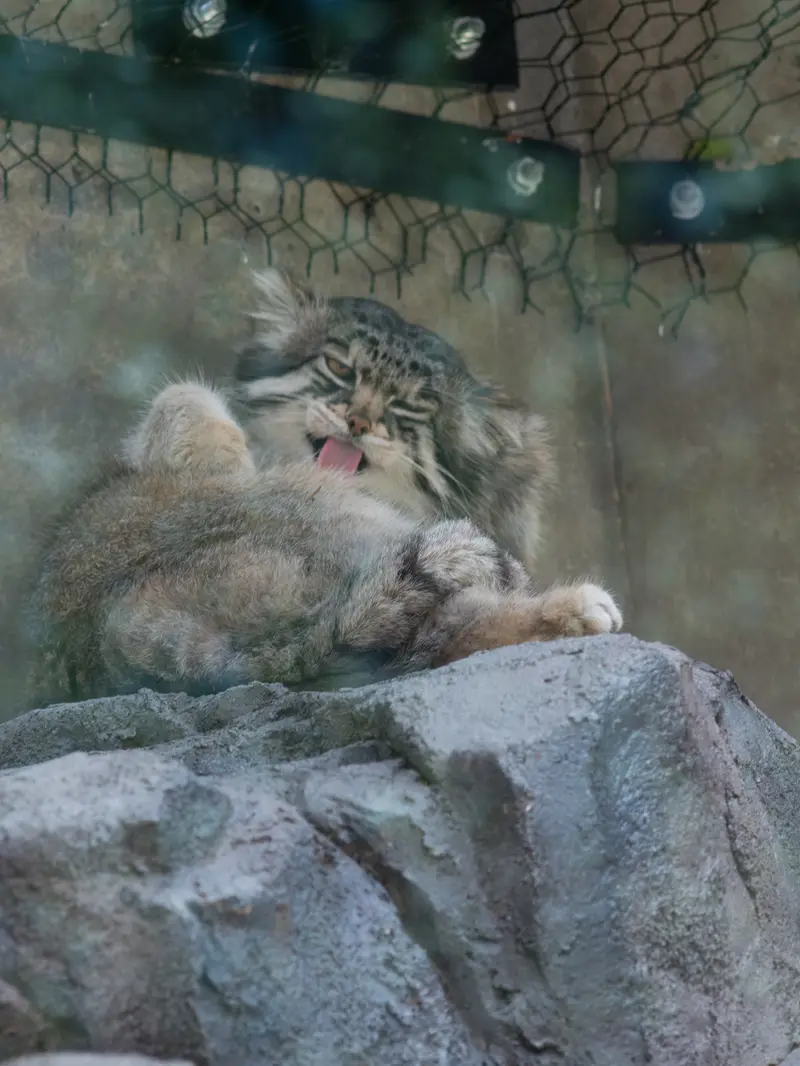 旭山動物園のグルーシャの写真