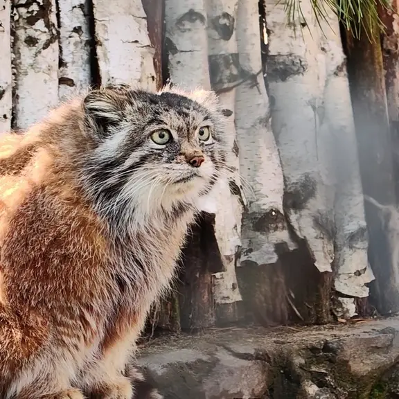 ノヴォシビルスク動物園のマヌルネコの写真