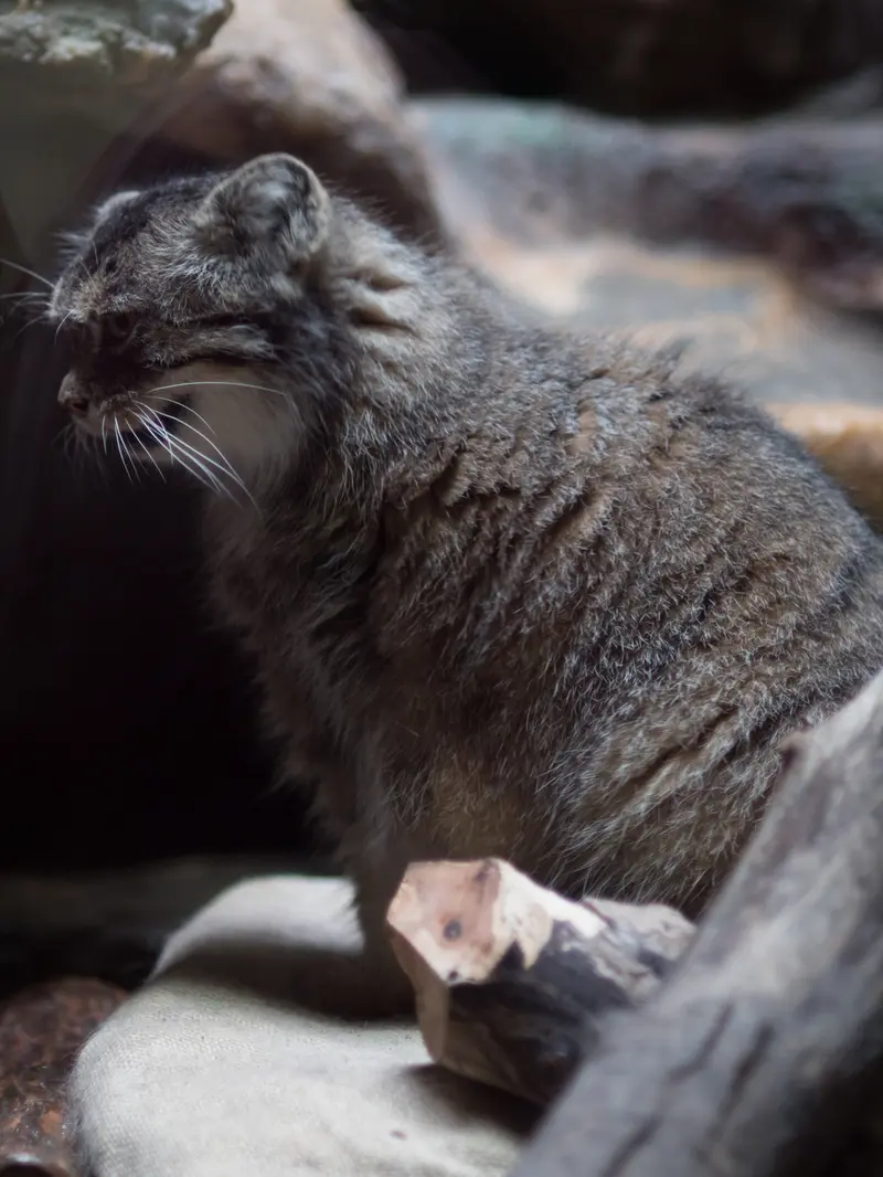 恩賜上野動物園のプリームラの写真