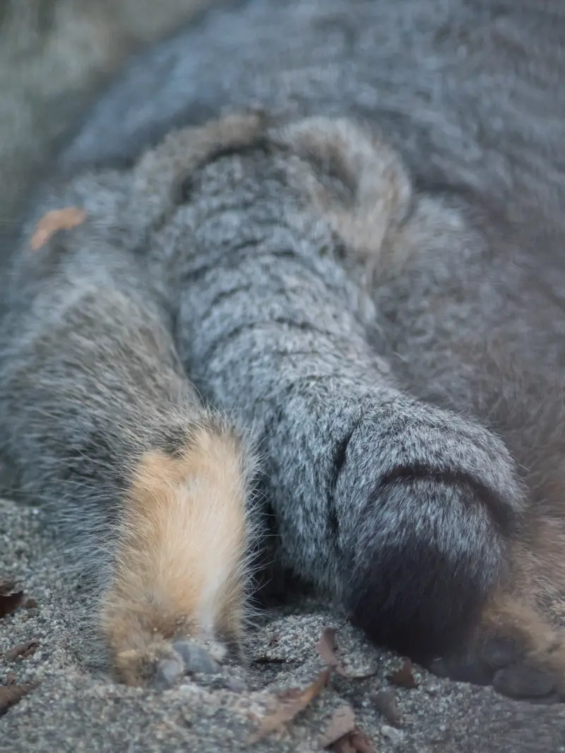 野毛山動物園のフィーガの写真