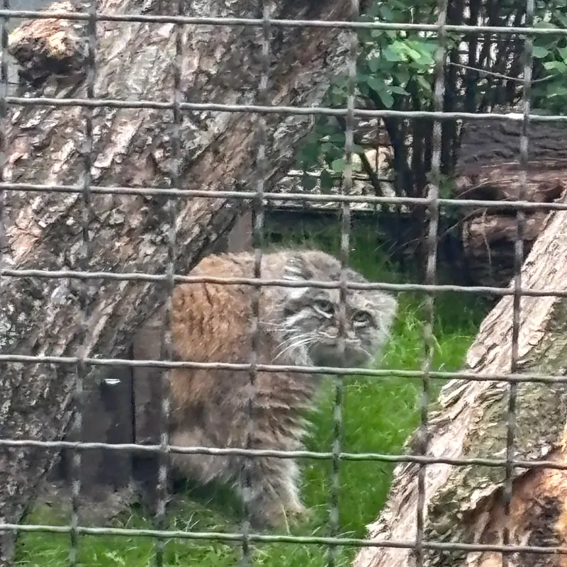 ワルシャワ動物園のジェシーの写真