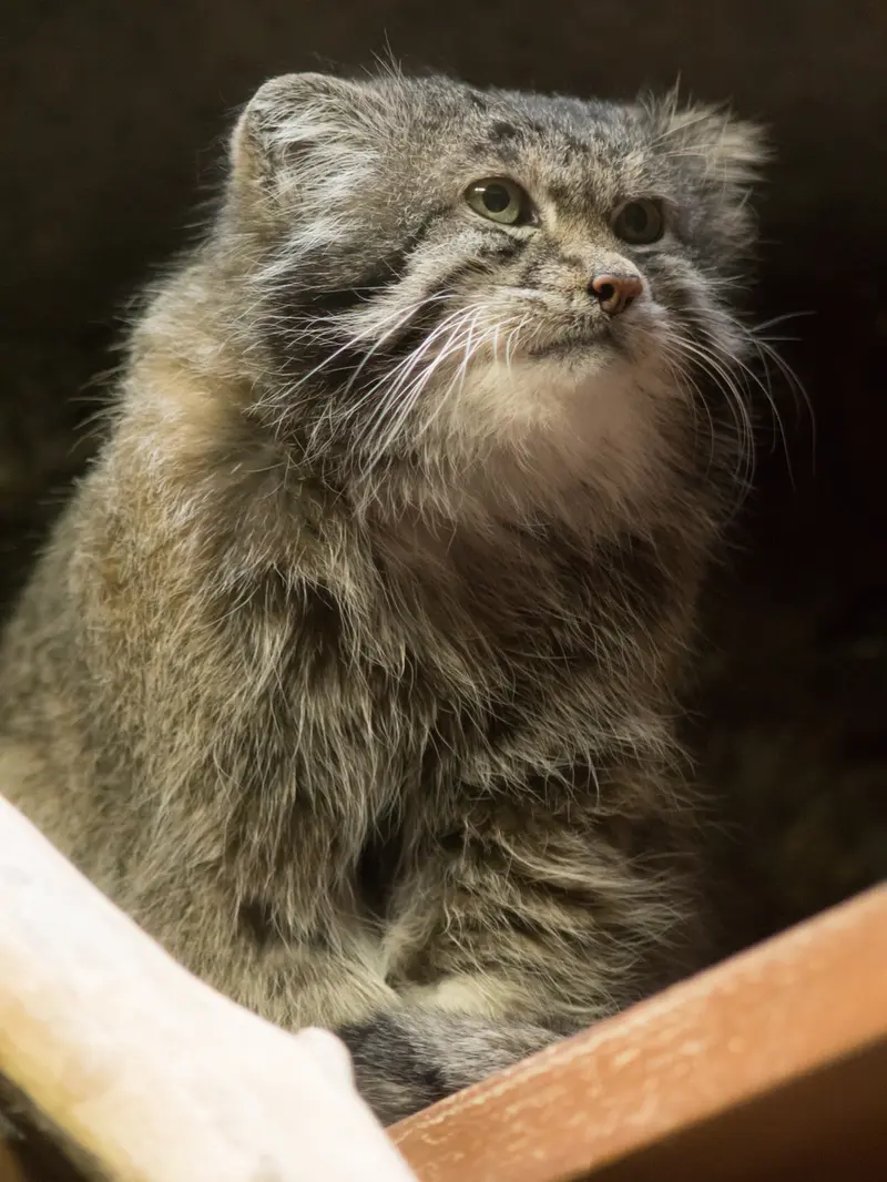 恩賜上野動物園のクリョンの写真
