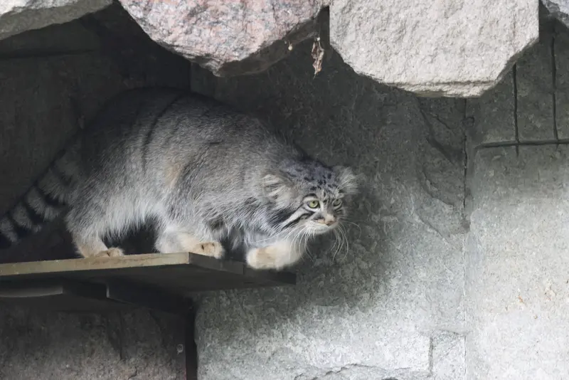 モスクワ動物園のティモフェイの写真