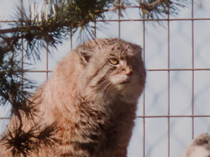 カルガリー動物園 / ワイルダー研究所のオラフの写真