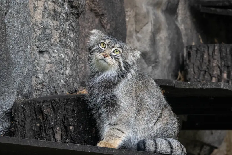 モスクワ動物園のティモフェイの写真