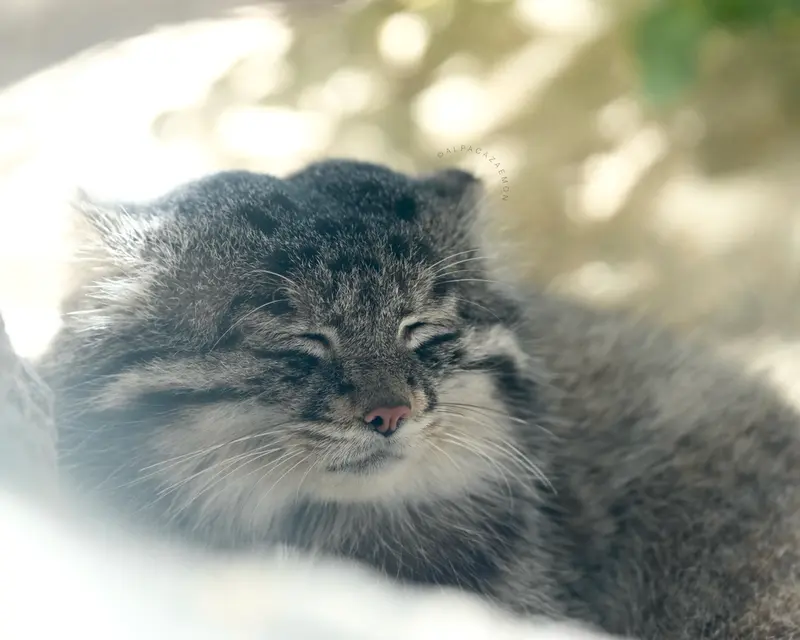神戸どうぶつ王国のナルの写真